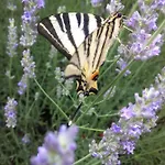Les Jardins D'arbousse 3* סן-ז'אן-דו-גאר